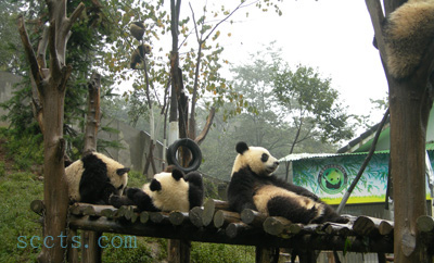 成都大熊猫繁殖基地